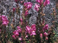 Antirrhinum majus ssp linkianum 4, Saxifraga-Jan van der Straaten