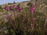 Antirrhinum majus ssp linkianum 8, Saxifraga-Jan van der Straaten