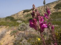 Antirrhinum majus ssp linkianum 9, Saxifraga-Jan van der Straaten