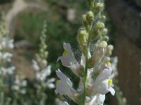 Antirrhinum majus ssp tortuosum 2, Saxifraga-Jan van der Straaten