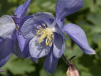 Aquilegia bernardii 3, Saxifraga-Jan van der Straaten