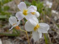 Arabidopsis arenosa 12, Rozetsteenkers, Saxifraga-Ed Stikvoort