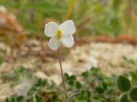 Arabidopsis arenosa 7, Rozetsteenkers, Saxifraga-Ed Stikvoort