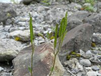 Arabis caerulea 2, Saxifraga-Rutger Barendse
