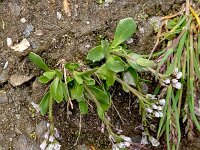Arabis caerulea 4, Saxifraga-Sonja Bouwman  Blue arabis - Arabis caerulea - Brassicaceae familie; Fusch an der Großglocknerstraße (Aus)
