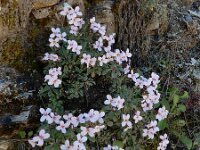 Arabis cypria 2, Saxifraga-Ed Stikvoort