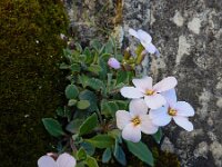 Arabis cypria 3, Saxifraga-Ed Stikvoort