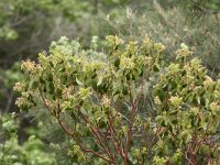 Arbutus andrachne 2, Saxifraga-Dirk Hilbers