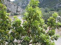 Arbutus andrachne 3, Saxifraga-Dirk Hilbers