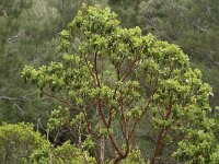 Arbutus andrachne 5, Saxifraga-Dirk Hilbers