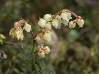 Arcterica nana 2, Saxifraga-Willem van Kruijsbergen