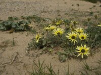 Arctotheca calendula 12, Saxifraga-Jan van der Straaten