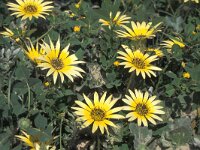 Arctotheca calendula 2, Saxifraga-Inigo Sanchez