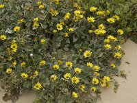 Arctotheca calendula 27, Saxifraga-Jan van der Straaten