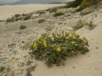Arctotheca calendula 3, Saxifraga-Jan van der Straaten