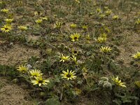 Arctotheca calendula 33, Saxifraga-Jan van der Straaten