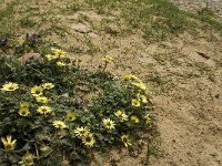 Arctotheca calendula 36, Saxifraga-Jan van der Straaten