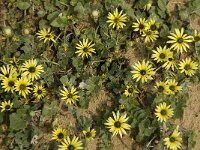 Arctotheca calendula 37, Saxifraga-Jan van der Straaten