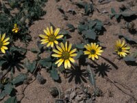 Arctotheca calendula 38, Saxifraga-Jan van der Straaten