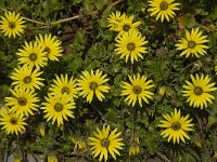 Arctotheca calendula 43, Saxifraga-Jan van der Straaten