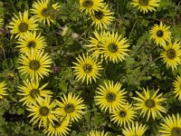 Arctotheca calendula 44, Saxifraga-Jan van der Straaten