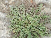 Arctotheca calendula 46, Saxifraga-Rutger Barendse