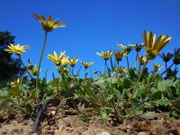 Arctotheca calendula 56, Saxifraga-Ed Stikvoort