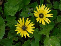 Arctotheca calendula 57, Saxifraga-Ed Stikvoort