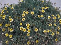 Arctotheca calendula 63, Saxifraga-Jan van er Straaten