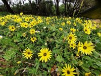 Arctotheca calendula 66, Saxifraga-Kees Marijnissen