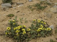 Arctotheca calendula 8, Saxifraga-Jan van der Straaten