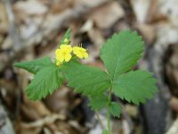 Aremonia agrimonoides 3, Saxifraga-Dirk Hilbers