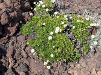 Argyranthemum frutescens 5, Saxifraga-Hans Grotenhuis