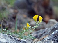 Argyrolobium zanonii 10, Saxifraga-Jeroen Willemsen