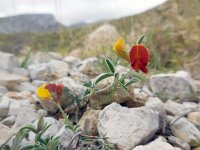Argyrolobium zanonii 11, Saxifraga-Ed Stikvoort