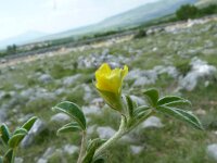 Argyrolobium zanonii 3, Saxifraga-Jasenka Topic