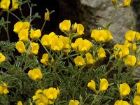 Argyrolobium zanonii 6, Saxifraga-Jan van der Straaten