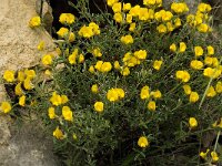 Argyrolobium zanonii 7, Saxifraga-Jan van der Straaten