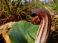 Arisarum simorrhinum 2, Saxifraga-Ed Stikvoort