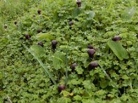 Arisarum simorrhinum 8, Saxifraga-Ed Stikvoort