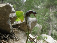 Arisarum vulgare 13, Saxifraga-Rutger Barendse