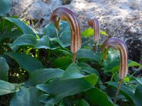 Arisarum vulgare 28, Saxifraga-Ed Stikvoort