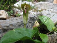 Arisarum vulgare 4, Saxifraga-Kees Laarhoven : voorjaar 2010