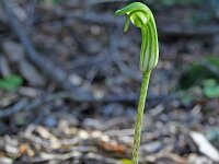 Arisarum vulgare 8, Saxifraga-Jeroen Willemsen