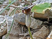 Arisarum vulgare 9, Saxifraga-Jeroen Willemsen
