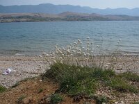 Armeria canescens ssp dalmatica 2, Saxifraga-Jasenka Topic