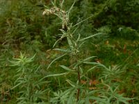 Artemisia verlotiorum 9, Herfstalsem, Saxifraga-Ed Stikvoort