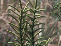 Arthrocnemum macrostachyum 2, Saxifraga-Jan van der Straaten