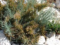 Arthrocnemum macrostachyum 4, Saxifraga-Jasenka Topic