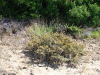 Arthrocnemum macrostachyum 5, Saxifraga-Jasenka Topic